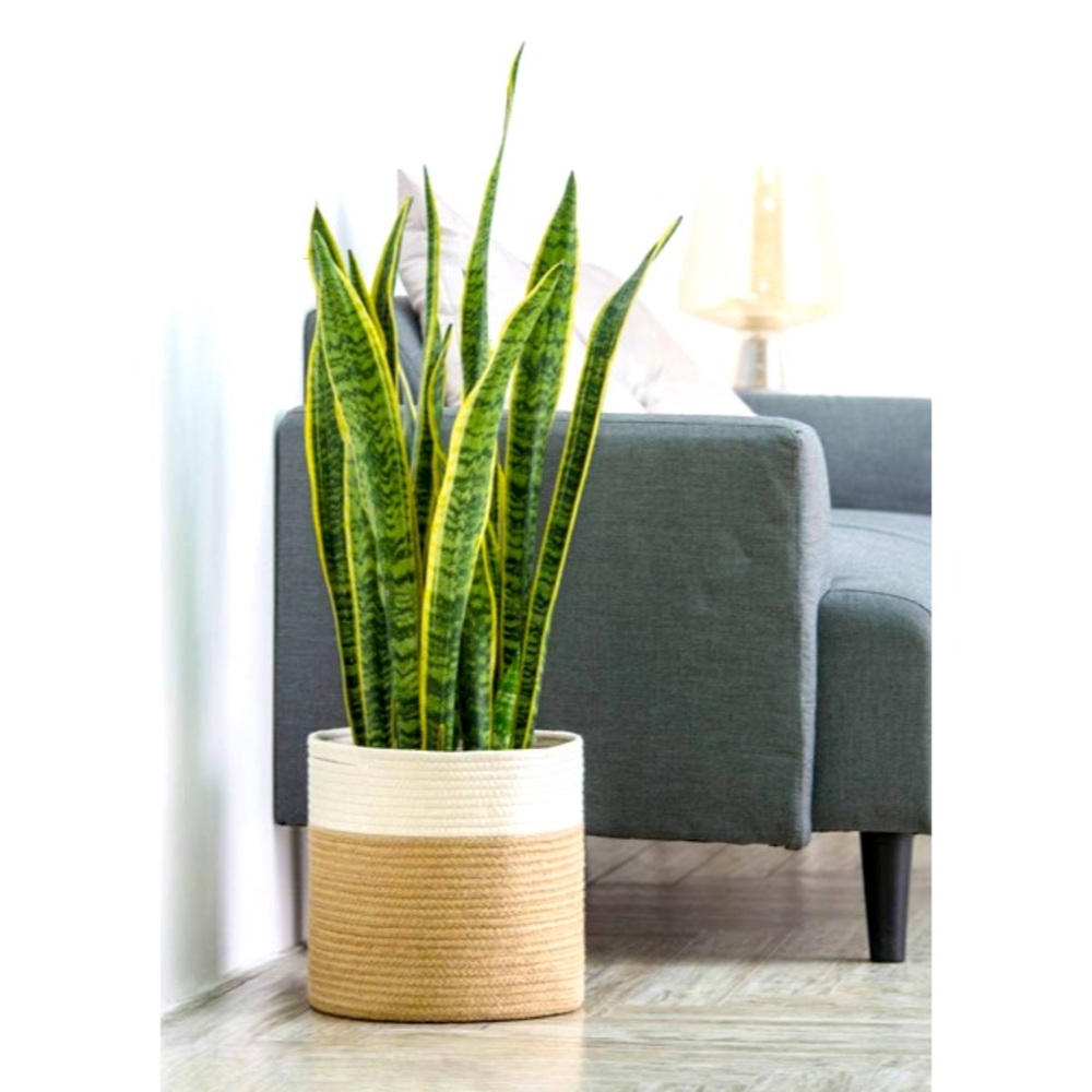 Woven Plant Basket🌱